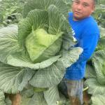 6x15m Tunnel Greenhouse For Flower And Vegetable Farming Projects