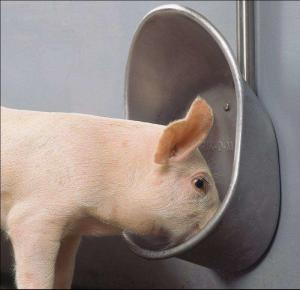 China Livestock Pig Automatic Waterer Bowl Stainless Steel Hog Water Bowl wholesale