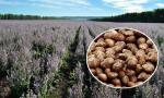 Brown Appearance Natural Agricultural Products Perilla Seeds 2 - 3mm Size