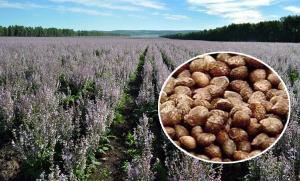 China Brown Appearance Natural Agricultural Products Perilla Seeds 2 - 3mm Size wholesale