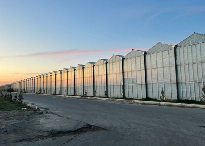 10x10 10x12 10x6 Aluminum Venlo Glass Greenhouse Grow Rose With Cooling System Ventilation System