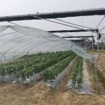 High Yield Plastic Film Agricultural Greenhouse Grown Strawberries Rain Shelter