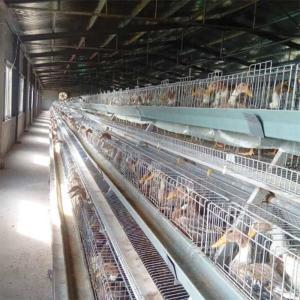 China High Quality Poultry Duck Cage , U Shape Steel Battery Duck Cage For Sale wholesale