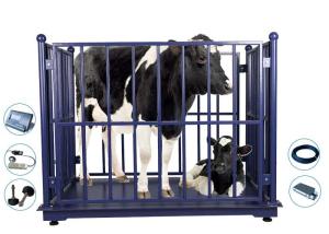 China Vet LED KELI Electronic Cattle Weighing Scales Bluetooth wholesale