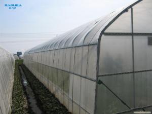 China Tunnel Single Span Greenhouse For Vegetables Growing Agricultural Farming wholesale