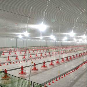 China Poultry Farming Chicken Feeder Equipment Long Life wholesale