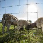 Wholesale Galvanized Grassland Wire Mesh Fence Cattle / Sheep / Field / Deer