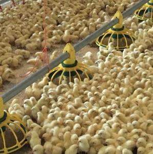 China Automatic Poultry Feeder Drinker 45-65 Broiler Drinking System wholesale