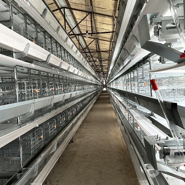 Space-Saving Design High Yield H-Type Fully Automatic Layer Cages for Modern Farms
