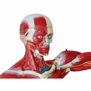China 3D Skeletal Viscera Muscle Skeleton Model Customized wholesale