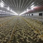 14 Grill Broiler Pan Feeding Chicken Farm Equipment 50hz 60hz