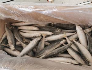 China 90g 100g IQF Frozen Whole Muroaji Fish HACCP Approved wholesale