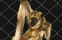 A small monkey is playing leisurely on our stainless steel zoo mesh.