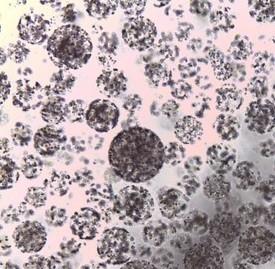 China Protein Purification Agarose Carboxyl Magbeads 10 - 30 μm 20% Volume Ratio 5 mL wholesale