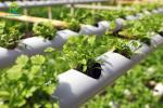 Nontoxic PVC Soilless Culture System Vertical Hydroponic Growing Irrigation