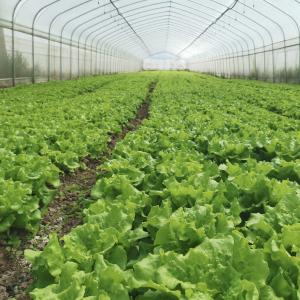 China Hydroponic System Single-span Plastic Film Agriculture Greenhouses Construction For Sale wholesale