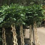 Indoor Office Hotel Store Artificial Potting Banyan Ficus Tree Wholesale Price