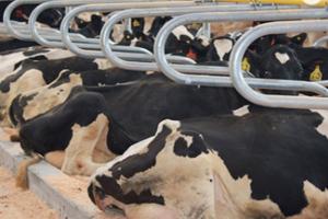 China Hot Dipped Galvanized Single Row Cow Free Stall Acid Proof wholesale