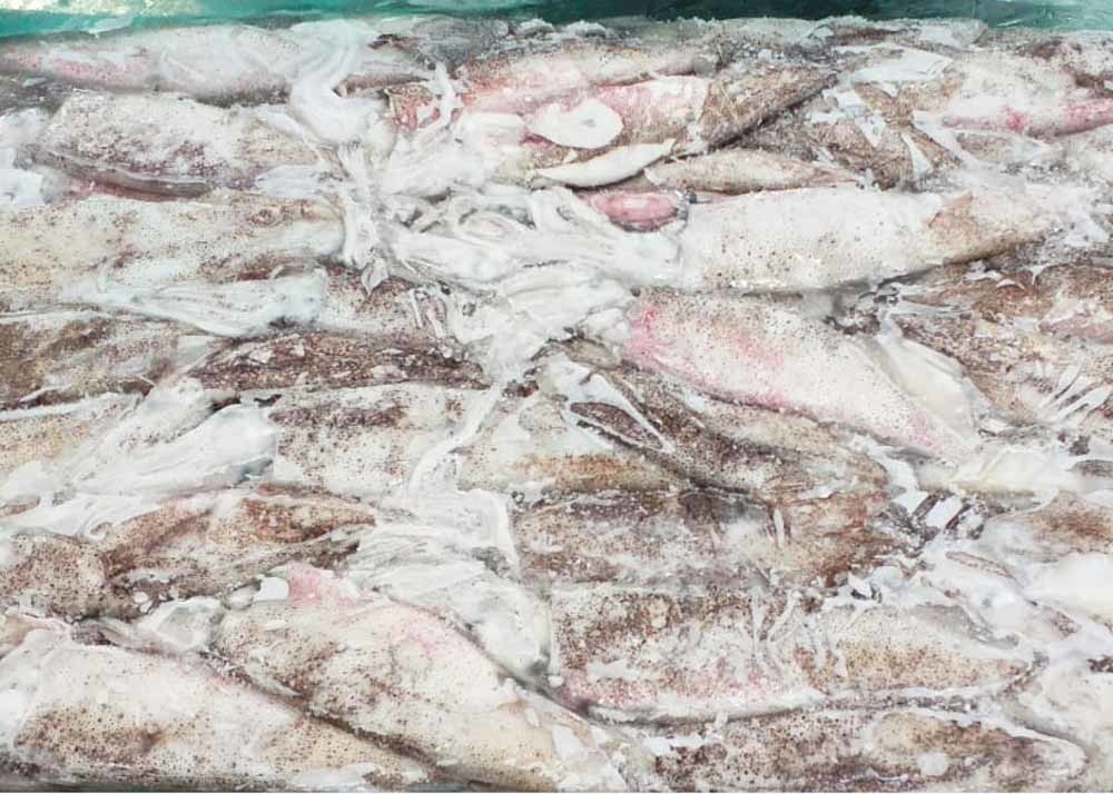 No Additives Frozen Illex Squid 13cm Size Polyethylene Bag Packaging