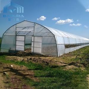 China Roof Ventilation Tunnel Plastic Greenhouse With Cooling System wholesale