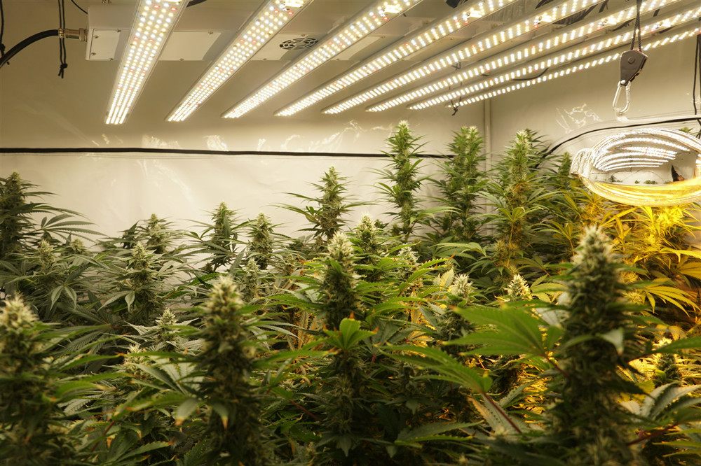 Smart Control 160W Led Light Bar For Growing Plants 2.3μMol/J B4-6HS