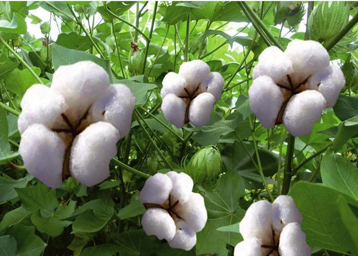 Organic Chelated Micronutrients Fertilizers For Plants Notified Grades