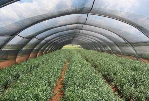 China Hdpe Greenhouse Shade Netting wholesale