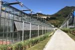 Agriculture Vegetable Flower Glass Greenhouse Farm Commercial Greenhouse