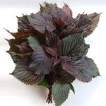 Perilla Frutescens Extract, 10:1 TLC, 100% natural food ingredient, ISO