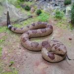 Toy Realistic Scary Snake Animal Doll Companion for Kids' Creepy Halloween Prank