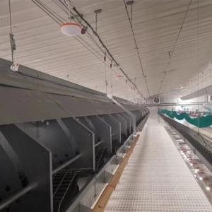 China Chain Feeding System Chicken Breeding Equipment wholesale