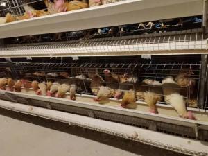 China 90 Chickens Poultry Farm House Layer Battery Cage For Laying Hen wholesale