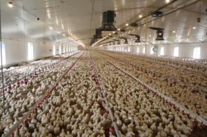 China Heavy Duty Steel Structure Poultry House HDG Bolts Connection Steel Frame Farm Buildings wholesale