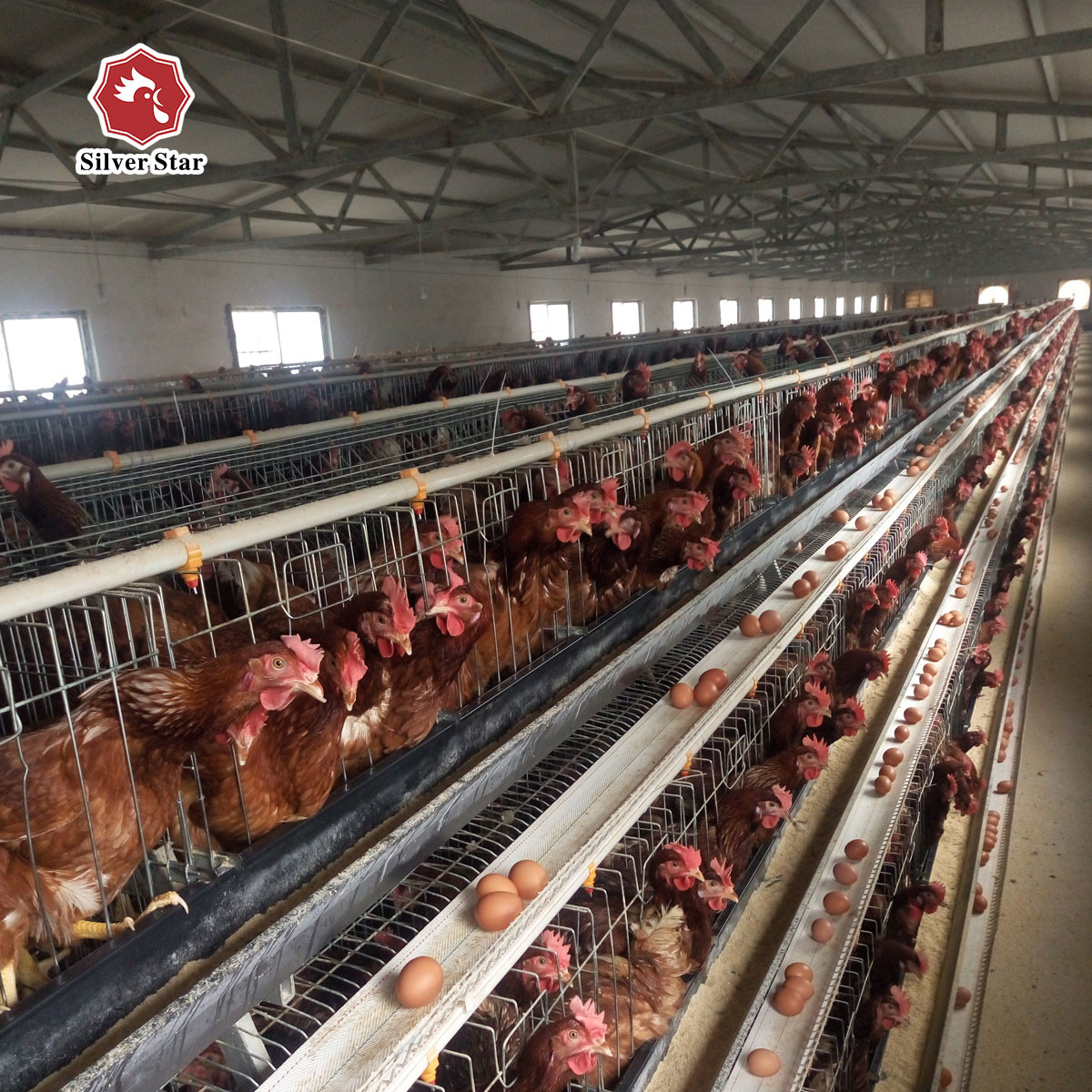 A Type 3 tiers 90 Birds Chicken Egg Laying Hens Wire Cage Automatic Layer Poultry Equipment