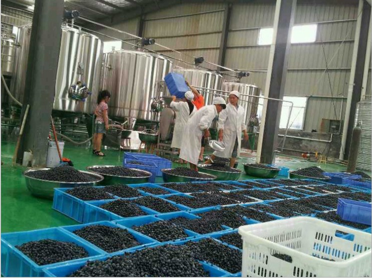 Vegetable Pulp Processing Machine for Concentrated Fruit Pulp Production Line 11500 KG