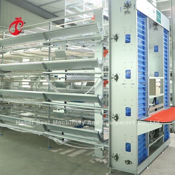 Automatic Poultry Farming Cage System With Electro / Hot Dip Galvanized Surface Rose