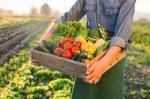 Resilience Detox and Sustainable Yield with NovaGro Liquid Biofertilizer 80%