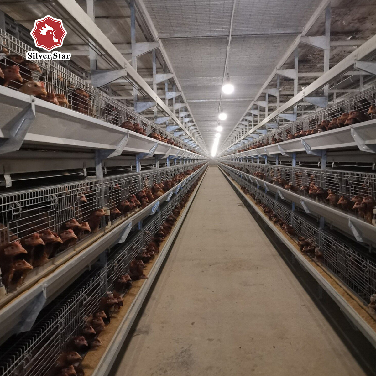 Q235A Baby Broilers Chicken Cage 100*100*220cm Fully Automatic