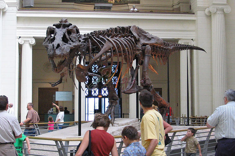 Simulation Fiberglass Complete Dinosaur Fossil For Entertainment Park