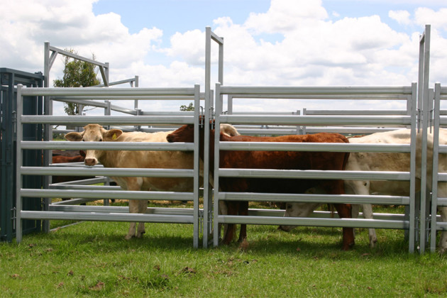 Round Pipe Steel Cattle Fence Panels , 6ftx7ft Galvanized Corral Panels