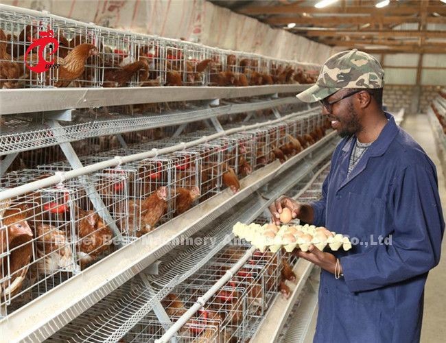 3.5mm 3 Tiers 4 Tiers Poultry Battery Cage System 20 Years Lifespan In Nigeria Ada