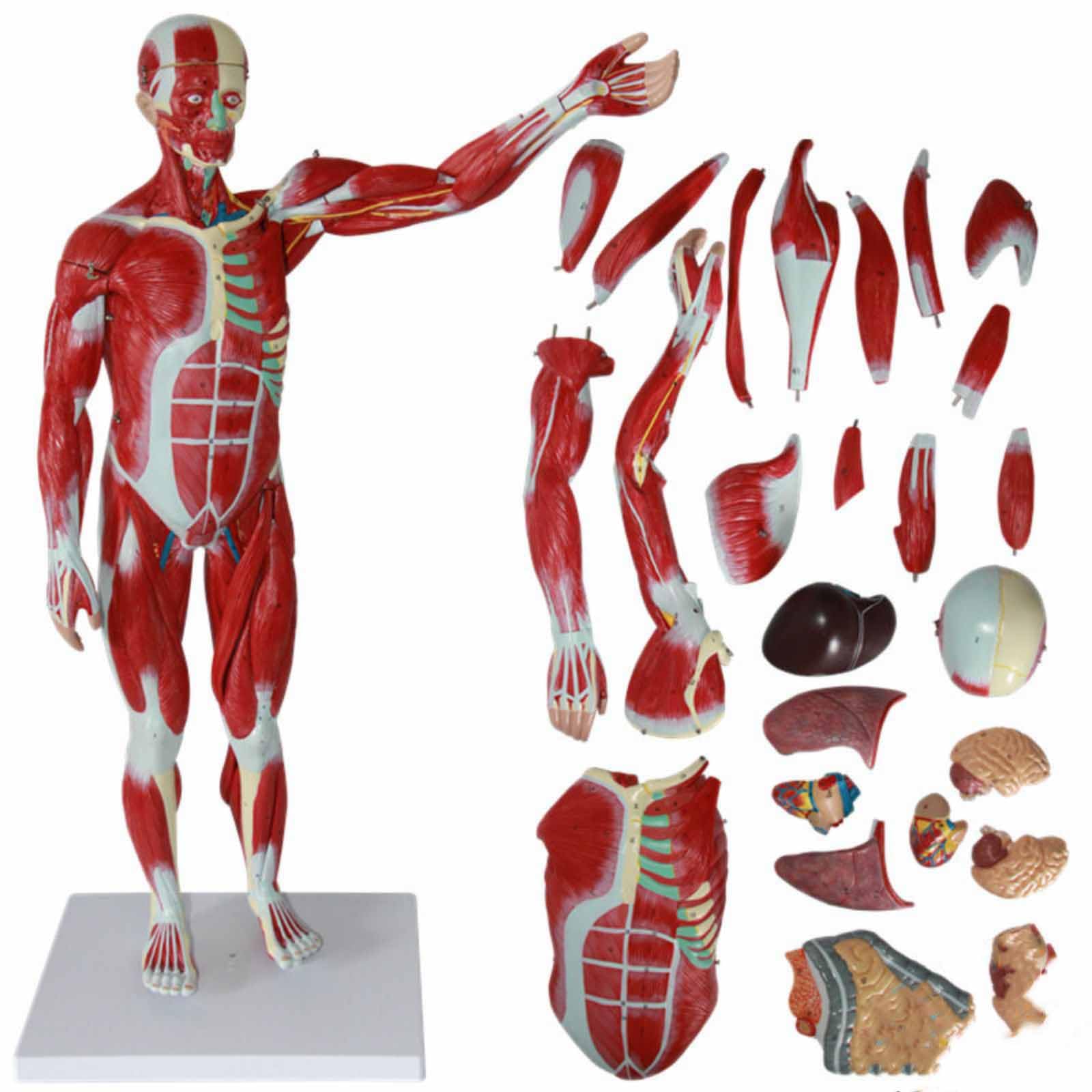 3D Skeletal Viscera Muscle Skeleton Model Customized