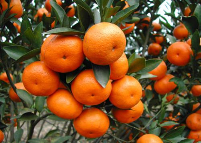 Organic Chelated Micronutrients Fertilizers For Plants Notified Grades