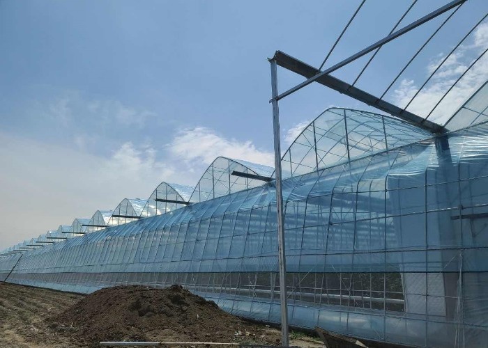 6m 7m 8m 9m Span Clear Plastic Film Greenhouse Vegetable Farming Tomatoes Pepper Lettuce