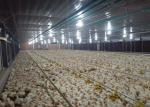 14 Grill Broiler Pan Feeding Chicken Farm Equipment 50hz 60hz
