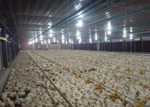 China 14 Grill Broiler Pan Feeding Chicken Farm Equipment 50hz 60hz wholesale