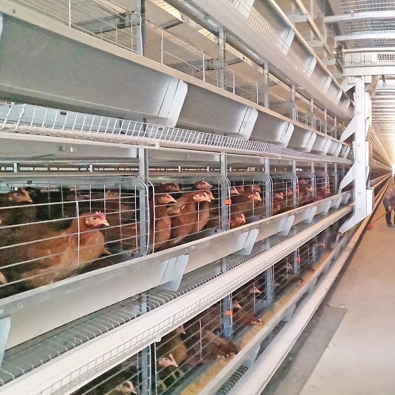 45cm X 60cm X 43cm Layer Chicken Cages H Types For Zimbabwe Poultry Farms