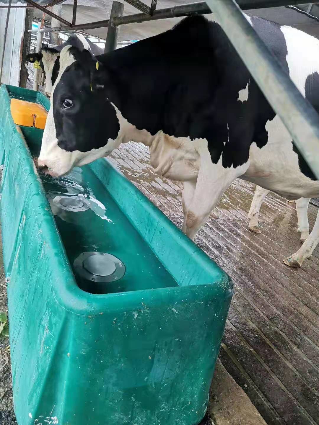 LLDPE Automatic Cow Drinker Water Bowl 4m Frost Proof