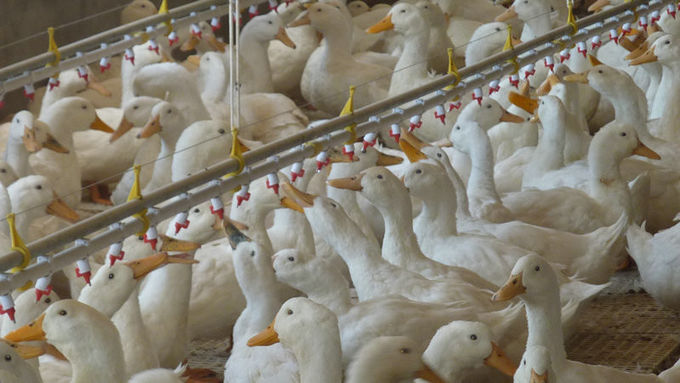 Duck Goose Pp Chicken Feeding Pan For Poultry Farming Automatic Equipment