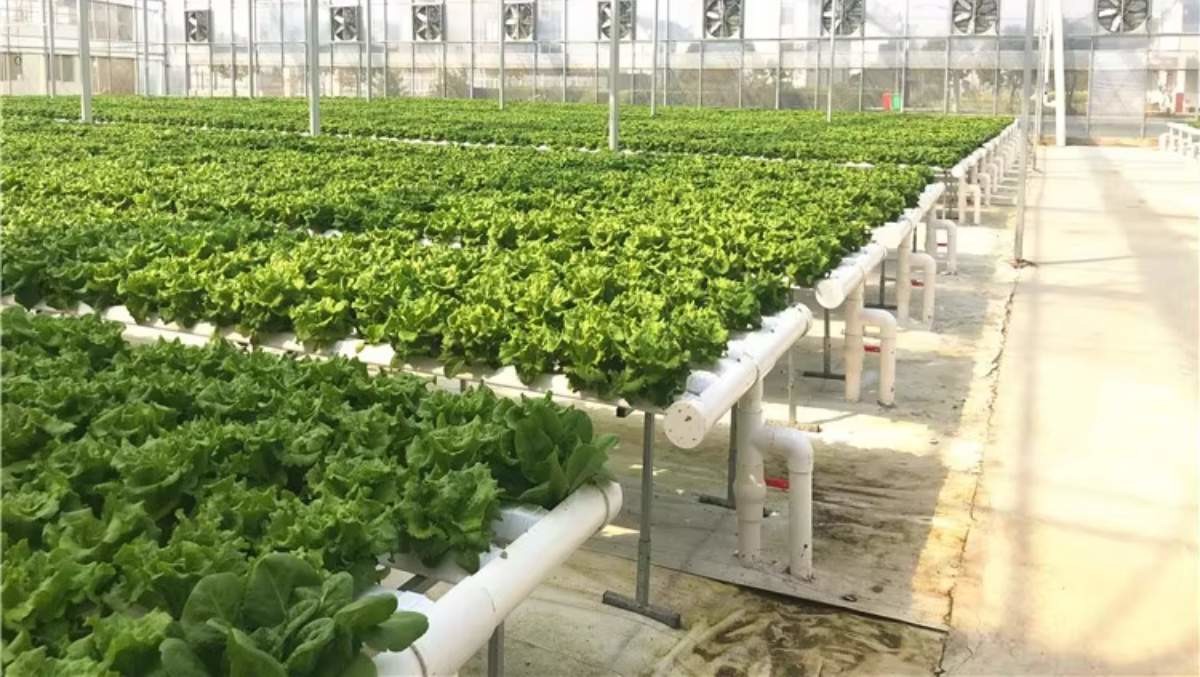 Greenhouse Hydroponic Vertical NFT Hydroponic System Soilless Vegetable Planting Troughs